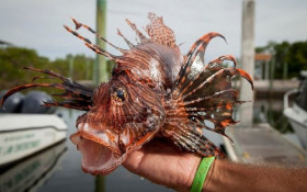 Peixe‑le&atilde;o amplia alerta ambiental no litoral da Bahia