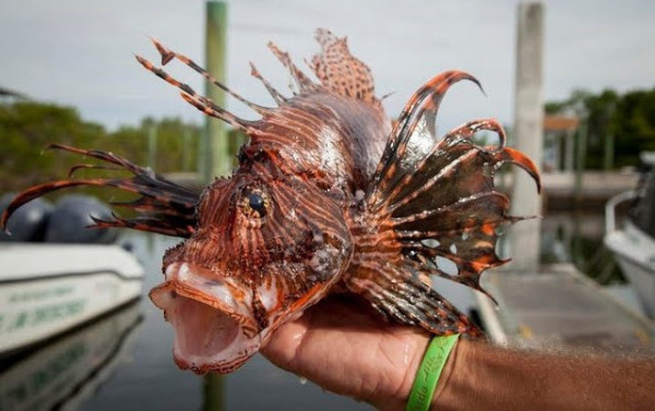 Peixe-le&atilde;o amplia alerta ambiental no litoral da Bahia