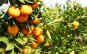 Nordeste amplia produ&ccedil;&atilde;o de frutas e vendas ao exterior
