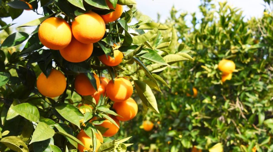 Nordeste amplia produ&ccedil;&atilde;o de frutas e vendas ao exterior