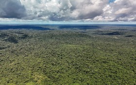 Produ&ccedil;&atilde;o florestal alcan&ccedil;a recorde de R$ 47,9 bi em 2025