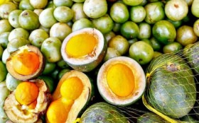 BRASILIANAS | Produ&ccedil;&atilde;o de pequi cresce no extrativismo do DF em 2025, enquanto queda da madeira em tora redefine o setor florestal