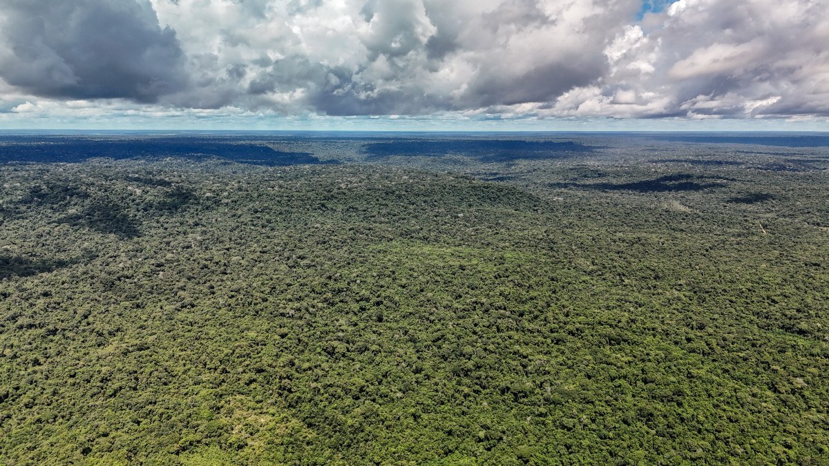 Produ&ccedil;&atilde;o florestal alcan&ccedil;a recorde de R$ 47,9 bi em 2025