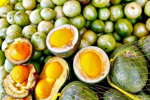 BRASILIANAS | Produ&ccedil;&atilde;o de pequi cresce no extrativismo do DF em 2025, enquanto queda da madeira em tora redefine o setor florestal