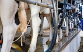 Produ&ccedil;&atilde;o de leite avan&ccedil;a no RS sob press&atilde;o de importados