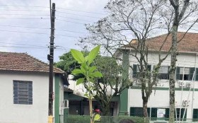 Itatiaia amplia arboriza&ccedil;&atilde;o com plantio de mais de 50 mudas