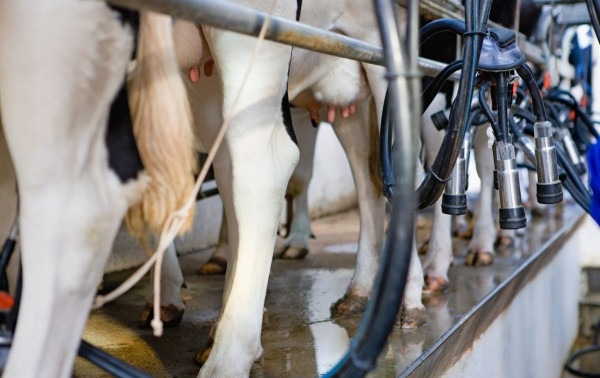 Produ&ccedil;&atilde;o de leite avan&ccedil;a no RS sob press&atilde;o de importados