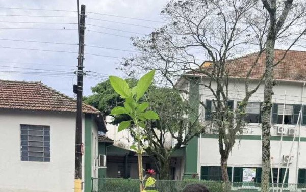 Itatiaia amplia arboriza&ccedil;&atilde;o com plantio de mais de 50 mudas