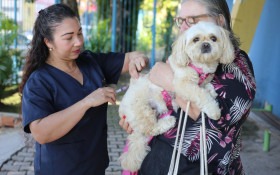 Campanha antirr&aacute;bica imuniza mais de 17 mil animais