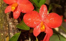 Expo Orqu&iacute;deas e Mundo Verde ter&aacute; gastronomia e lazer em Vinhedo