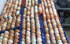 BRASILIANAS | Produ&ccedil;&atilde;o de ovos cresce no DF e eleva Bras&iacute;lia ao 9&ordm; lugar nacional em valor da pecu&aacute;ria