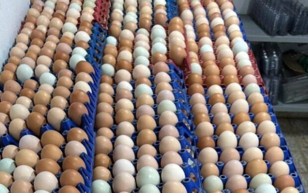 BRASILIANAS | Produ&ccedil;&atilde;o de ovos cresce no DF e eleva Bras&iacute;lia ao 9&ordm; lugar nacional em valor da pecu&aacute;ria