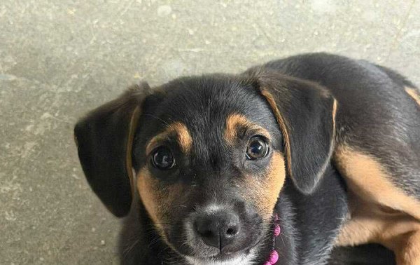 Prefeitura de Rio Claro adota cachorra abandonada