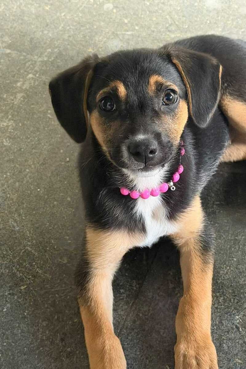 Prefeitura de Rio Claro adota cachorra abandonada