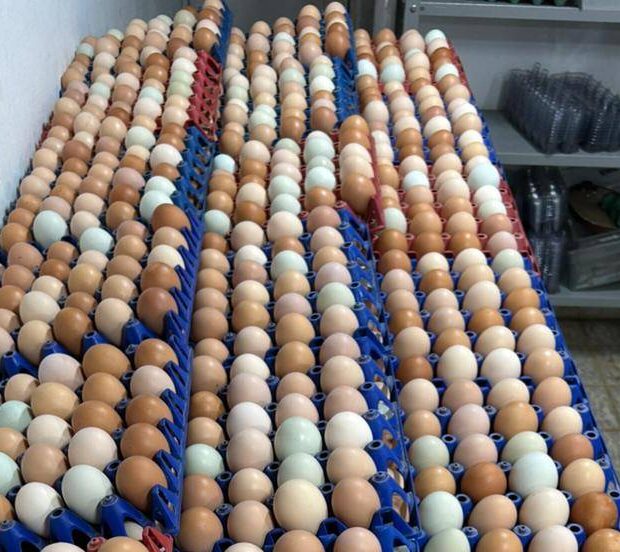 BRASILIANAS | Produ&ccedil;&atilde;o de ovos cresce no DF e eleva Bras&iacute;lia ao 9&ordm; lugar nacional em valor da pecu&aacute;ria