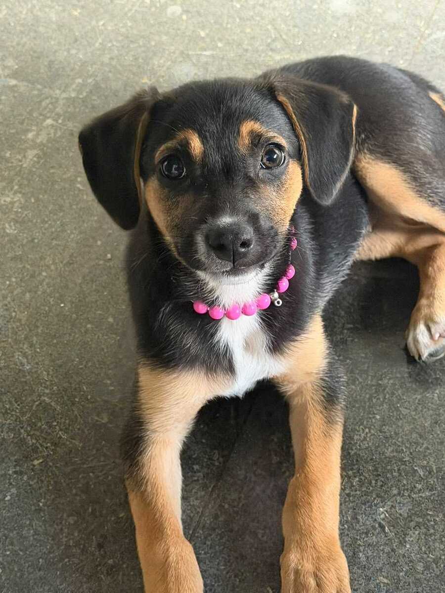 Prefeitura de Rio Claro adota cachorra abandonada