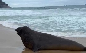 Elefante-marinho aparece em praia do Rio e chama aten&ccedil;&atilde;o