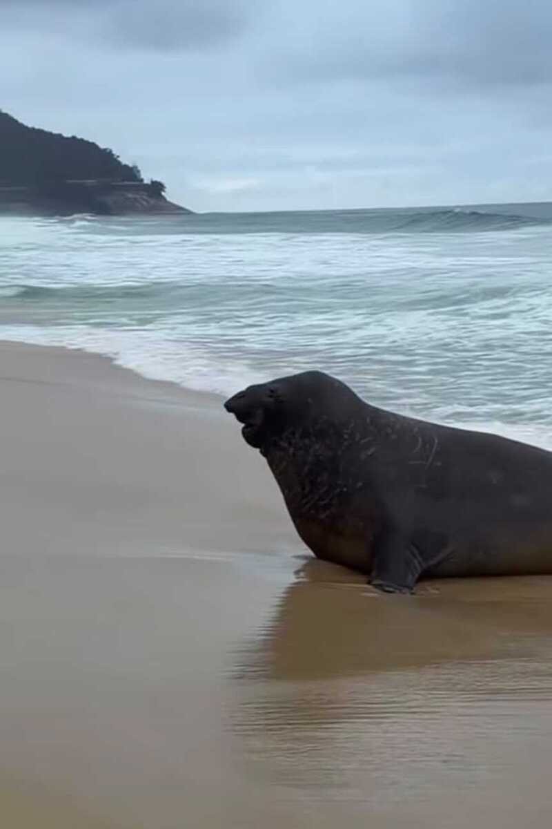 Elefante-marinho aparece em praia do Rio e chama aten&ccedil;&atilde;o