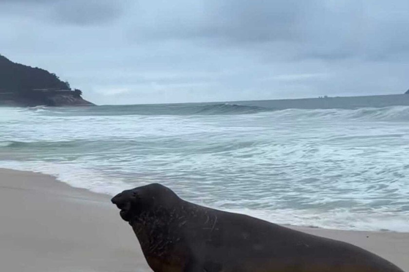 Elefante-marinho aparece em praia do Rio e chama aten&ccedil;&atilde;o