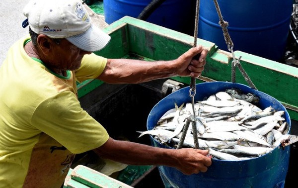 Angra mant&eacute;m protagonismo na pesca da sardinha com mais de 23 mil toneladas 