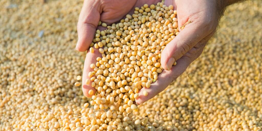 Soja avan&ccedil;a no Par&aacute; e Tocantins