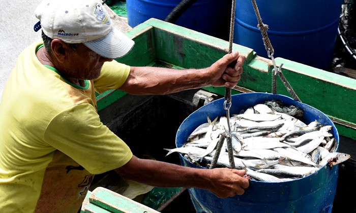 Angra mant&eacute;m protagonismo na pesca da sardinha com mais de 23 mil toneladas