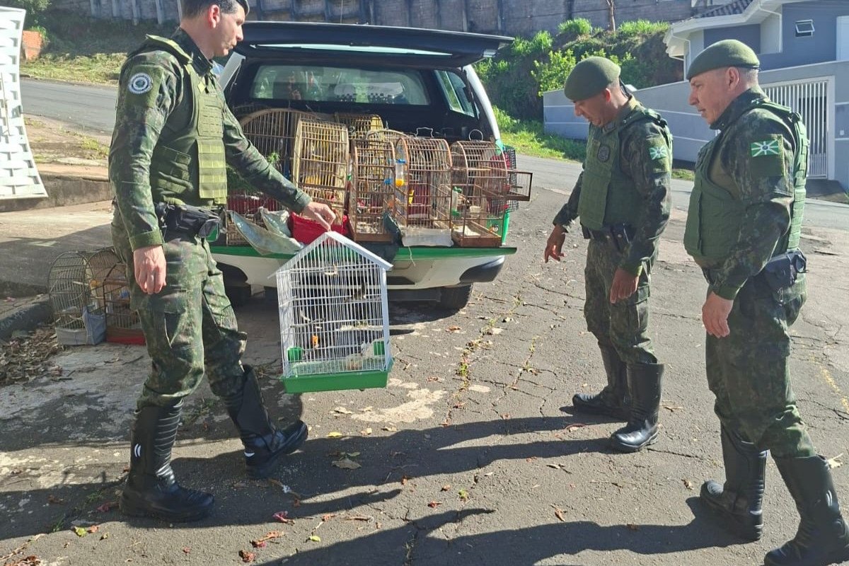 Dezenove aves silvestres s&atilde;o apreendidas em situa&ccedil;&atilde;o de maus-tratos em Valinhos