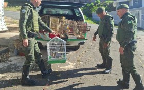 Dezenove aves silvestres s&atilde;o apreendidas em situa&ccedil;&atilde;o de maus-tratos em Valinhos