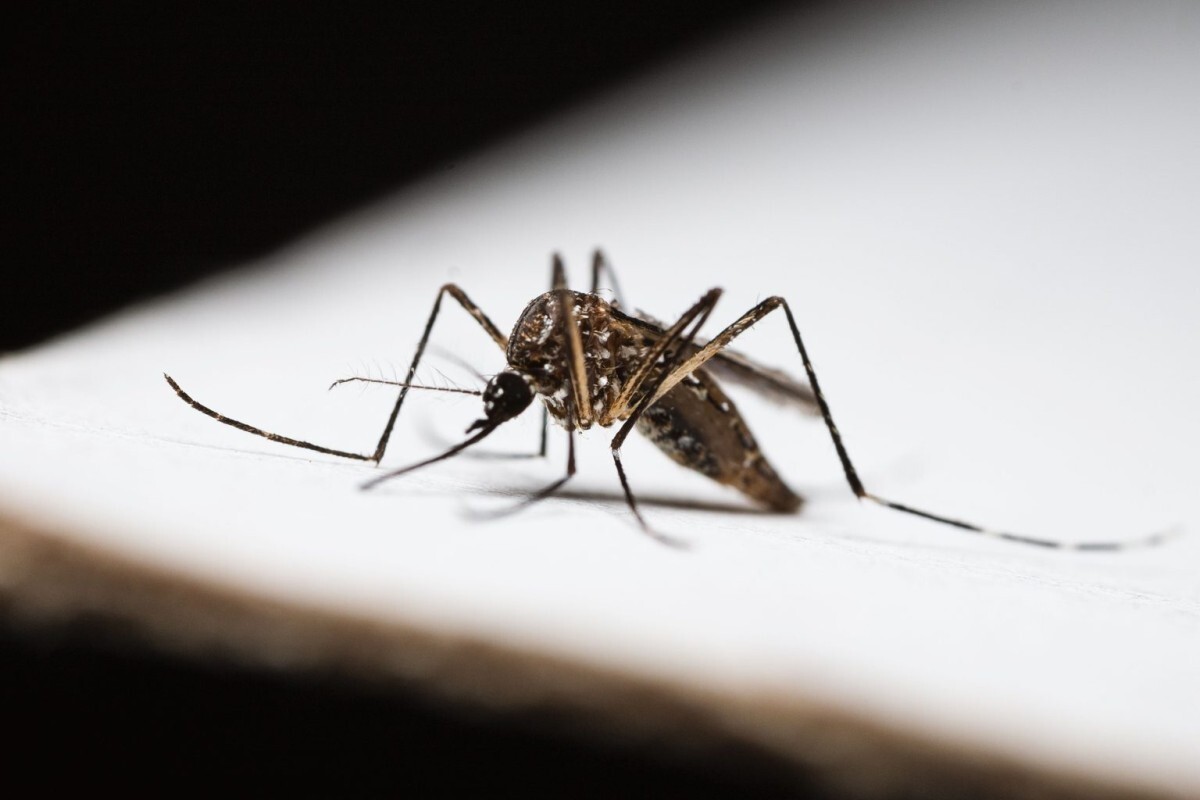 Projetos buscam controlar maruim e Aedes aegypti em SC