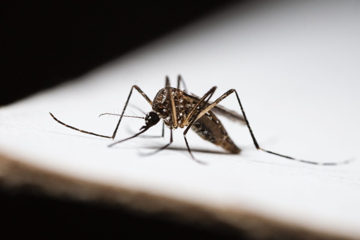 Projetos buscam controlar maruim e Aedes aegypti em SC