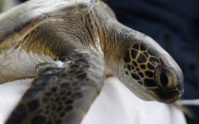 Com o Brasil, COP17 da Biodiversidade come&ccedil;a