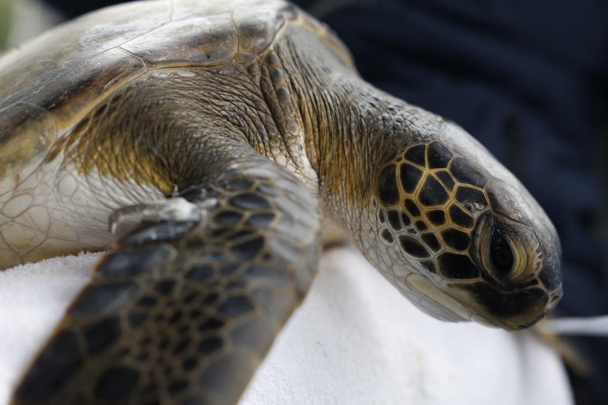 Com o Brasil, COP17 da Biodiversidade come&ccedil;a
