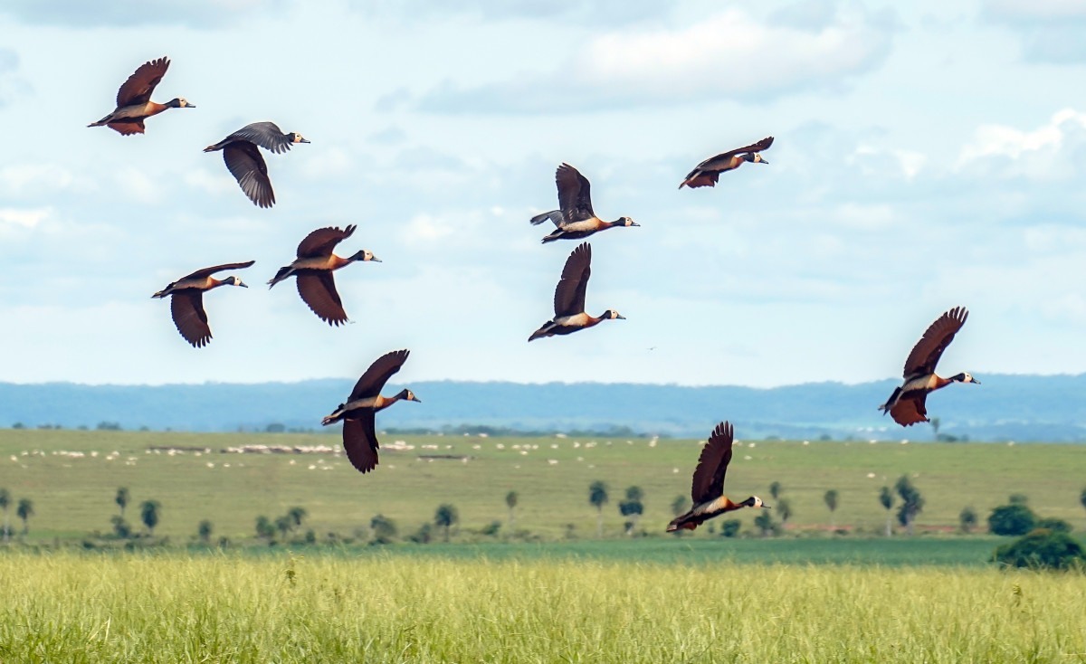 Desmatamento cai na Amaz&ocirc;nia e no Cerrado