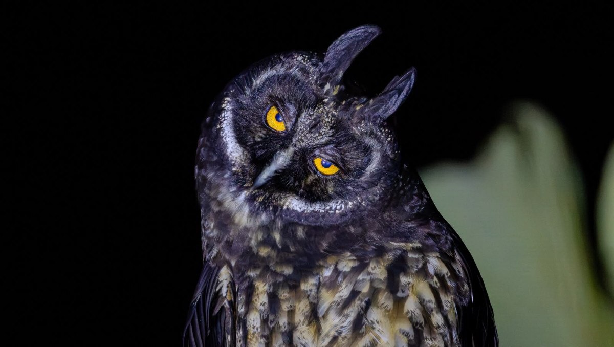 Rio Claro ter&aacute; dois eventos de observa&ccedil;&atilde;o da fauna neste m&ecirc;s