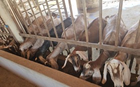 Nordeste lidera a cria&ccedil;&atilde;o de caprinos e ovinos no pa&iacute;s