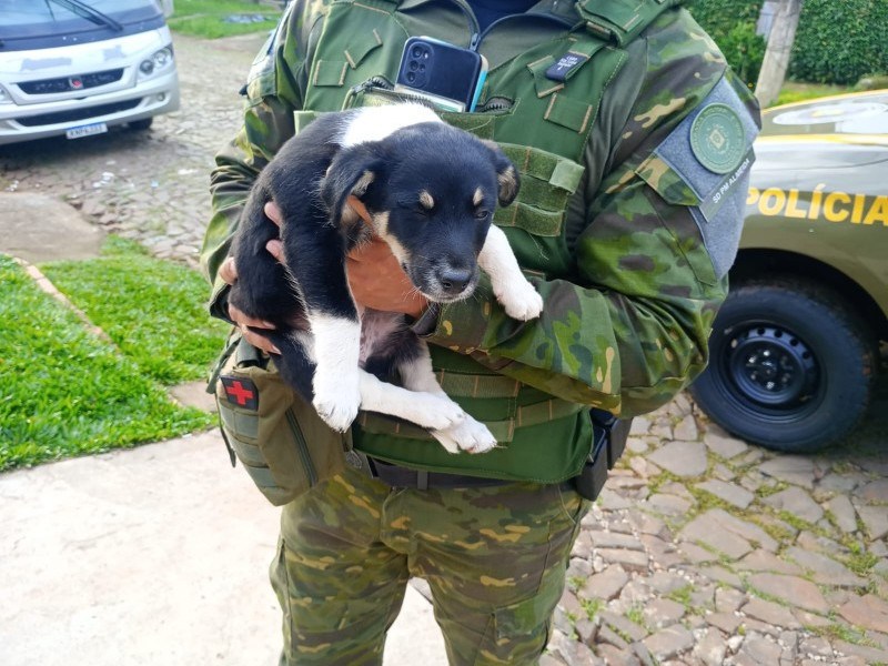 RS: Brigada Militar recolheu 1.020 animais neste ano