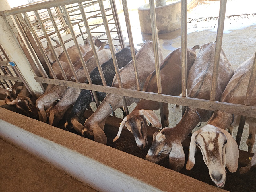 Nordeste lidera a cria&ccedil;&atilde;o de caprinos e ovinos no pa&iacute;s
