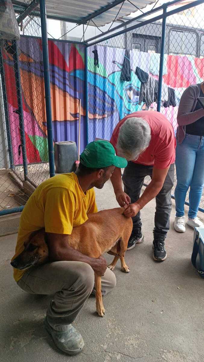 Volta Redonda promove a&ccedil;&atilde;o de vacina&ccedil;&atilde;o de 11 c&atilde;es comunit&aacute;rios