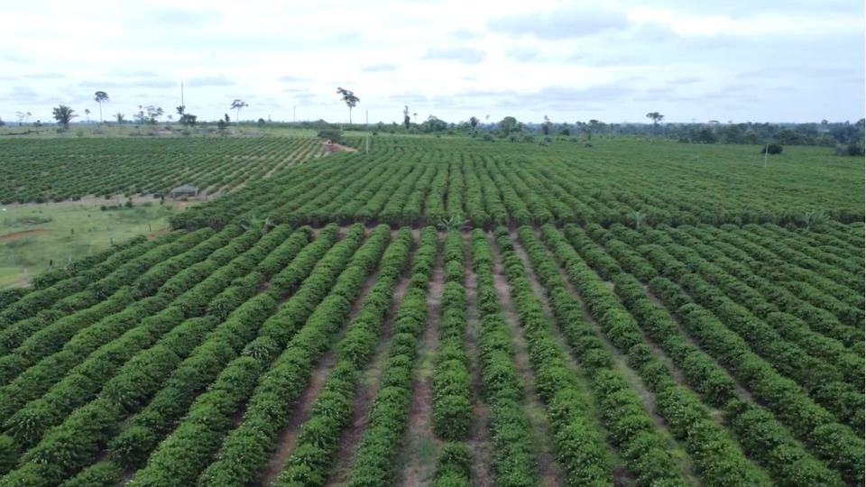 Embrapa alerta produtores de Rond&ocirc;nia