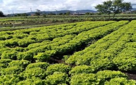 Governo SP libera R$ 2 milh&otilde;es para produtores afetados em Mogi