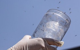 Mudan&ccedil;a no clima multiplica as doen&ccedil;as infecciosas