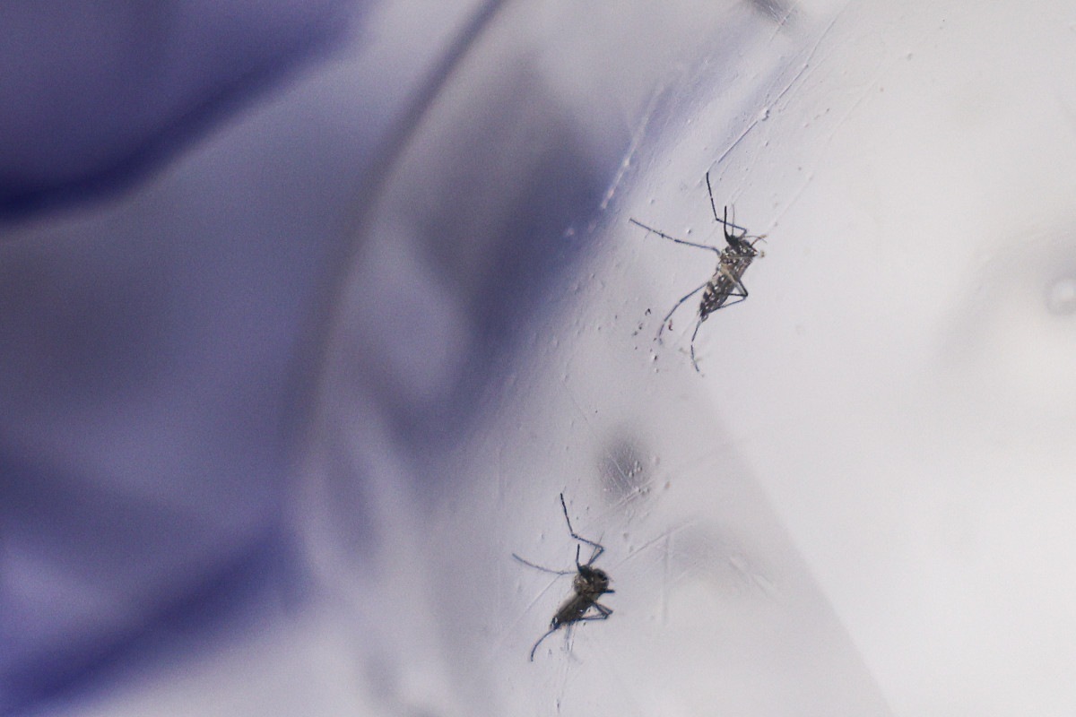 Dengue: 3 mi de adolescentes est&atilde;o com vacina&ccedil;&atilde;o incompleta