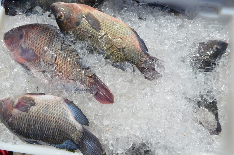 Bahia cria C&acirc;mara Setorial da Pesca e Aquicultura