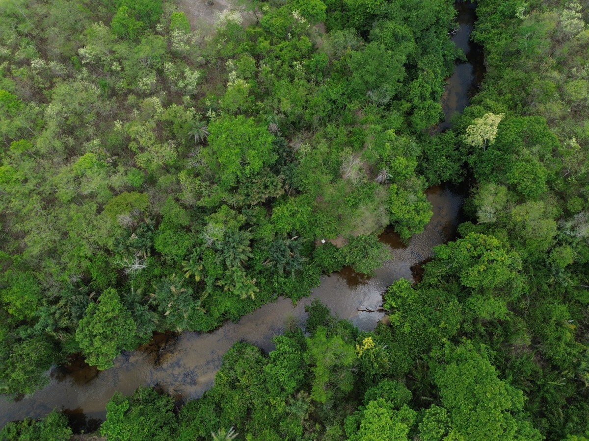 Brasil diminui em 43% &aacute;rea de vegeta&ccedil;&atilde;o nativa fragmentada